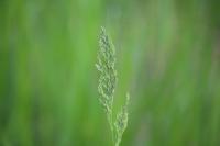 Poa trivialis