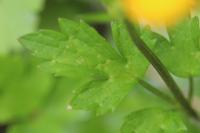 Ranunculus acris