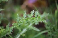Sonchus asper
