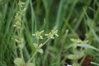 Cerastium glomeratum