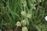 Cerastium glomeratum