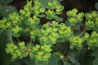 Euphorbia helioscopia