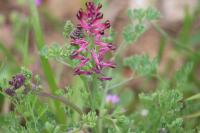 Fumaria officinalis