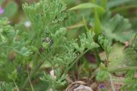Fumaria officinalis