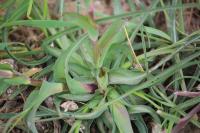 Tragopogon pratensis