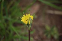 Tragopogon pratensis