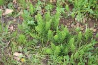 Equisetum arvense