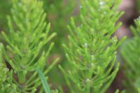Equisetum arvense