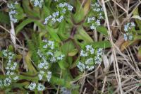 Valerianella locusta