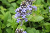 Ajuga reptans