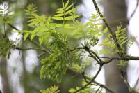 Fraxinus excelsior