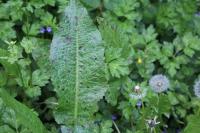 Rumex obtusifolius