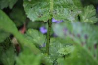 Rumex obtusifolius