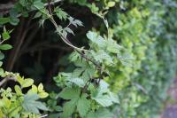 Humulus lupulus