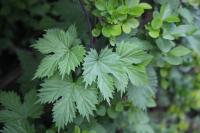 Humulus lupulus