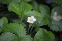 Fragaria vesca