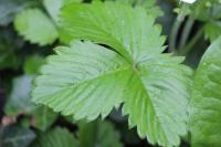 Fragaria vesca