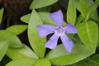 Vinca minor