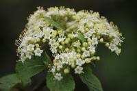 Viburnum lantana