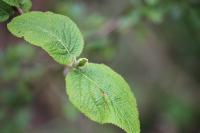 Viburnum lantana