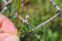 Ervilia hirsuta