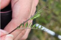 Ervilia hirsuta