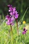 Orchis mascula