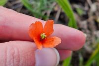Papaver dubium