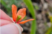 Papaver dubium