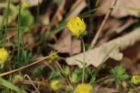 Potentilla verna