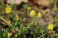 Potentilla verna
