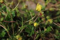 Potentilla verna