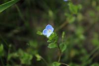 Veronica persica