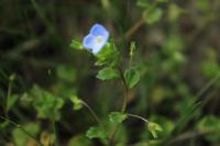 Veronica persica