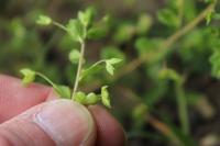 Veronica persica