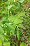 Polygonatum multiflorum