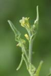 Sisymbrium officinale