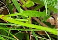 Rumex acetosella