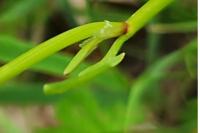 Rumex acetosella