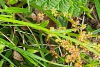 Rumex acetosella