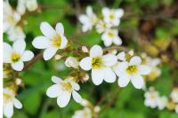 Saxifraga granulata