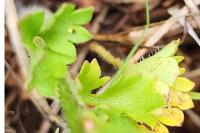 Saxifraga granulata
