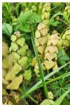 Lamium purpureum