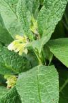 Symphytum officinale