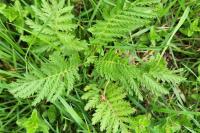 Tanacetum vulgare