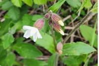 Silene latifolia