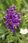 Anacamptis morio