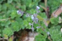 Myosotis ramosissima