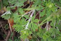 Potentilla neglecta