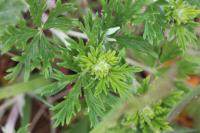 Potentilla neglecta
